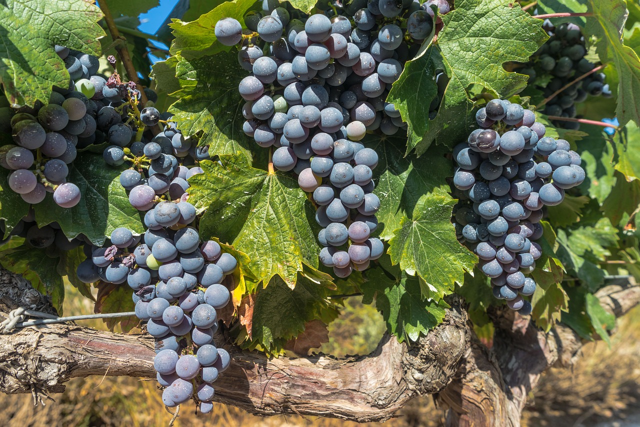 Quels sont les bonnes années pour un vin de Bordeaux ?