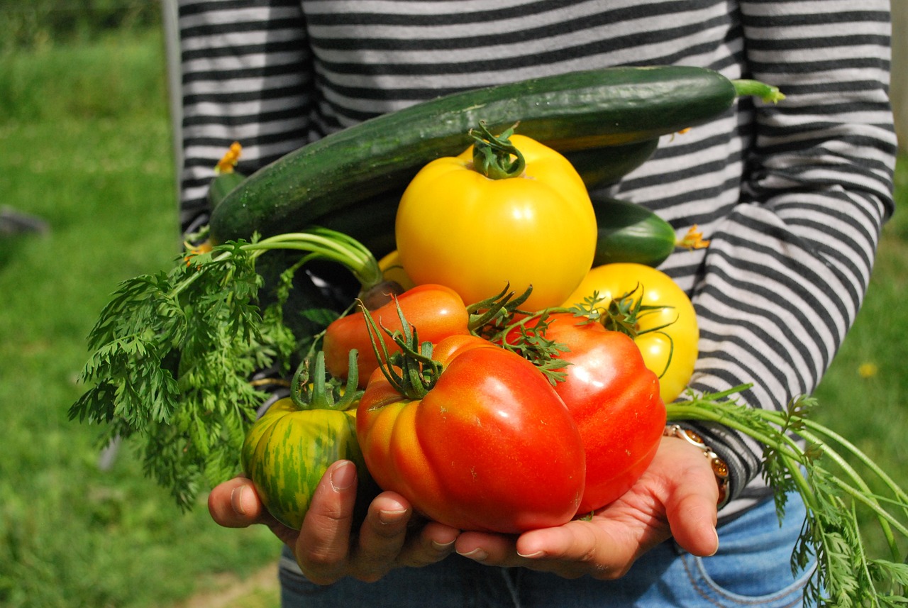 Carré potager pas cher : Cultivez vos propres légumes facilement