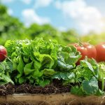 Carré potager pas cher : Cultivez vos propres légumes facilement