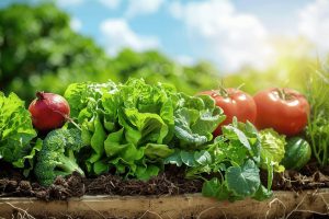 Carré potager pas cher : Cultivez vos propres légumes facilement