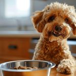 Chien : que faire pour l’empêcher de manger trop vite ?