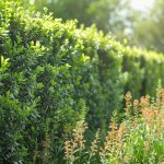 Quelle est la meilleure idée pour un brise-vue naturel dans un jardin ?