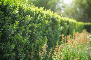 Quelle est la meilleure idée pour un brise-vue naturel dans un jardin ?