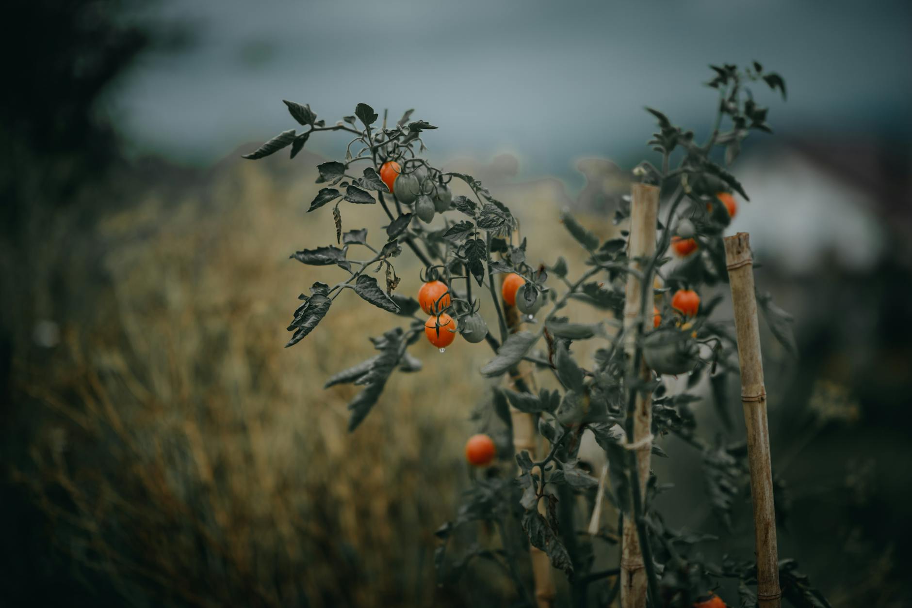 Repiquer ses tomates : ce que j'ai appris à la troisieme saison