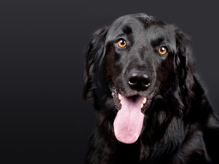 Quand ton chien inhale sa gamelle : ce que j'ai teste pour le ralentir