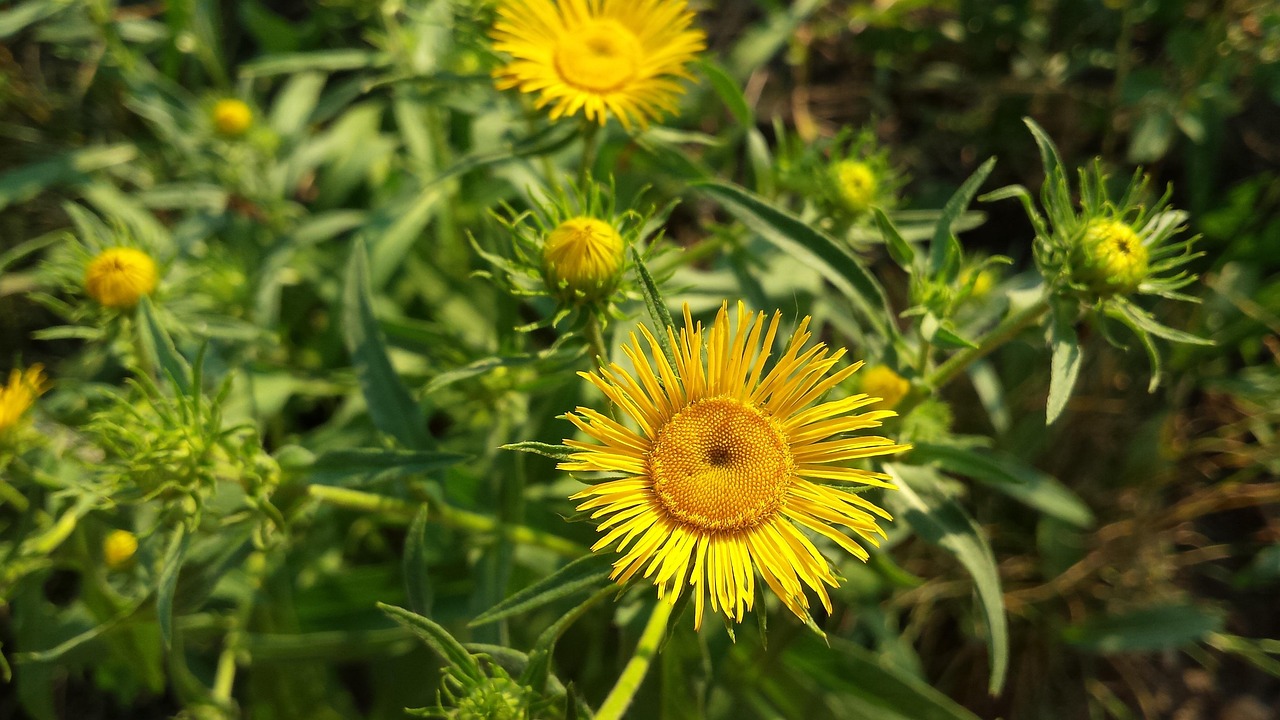 Mon brise-vue naturel au jardin : ce que j'ai plante et pourquoi