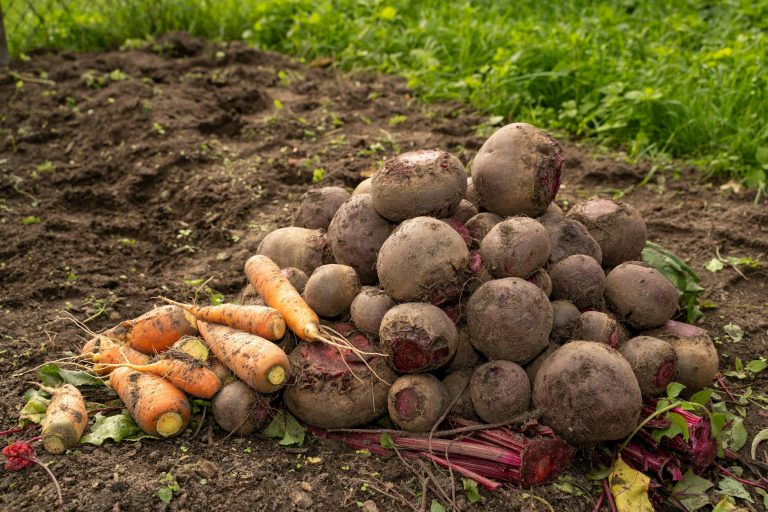 Mon carré potager fait maison : le bilan honnête