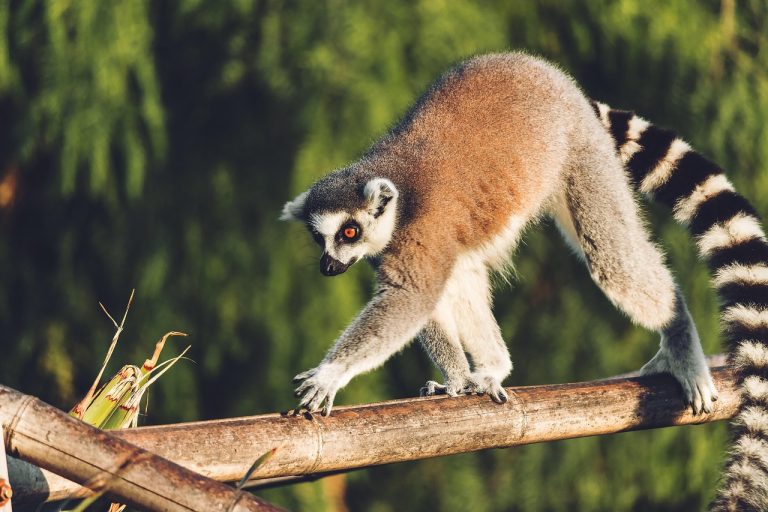 ou trouver de la vanille de madagascar de qualite superieure