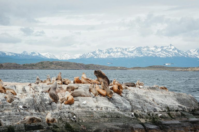Patagonie : à quelle saison partir, ce que j'ai appris avant mon voyage
