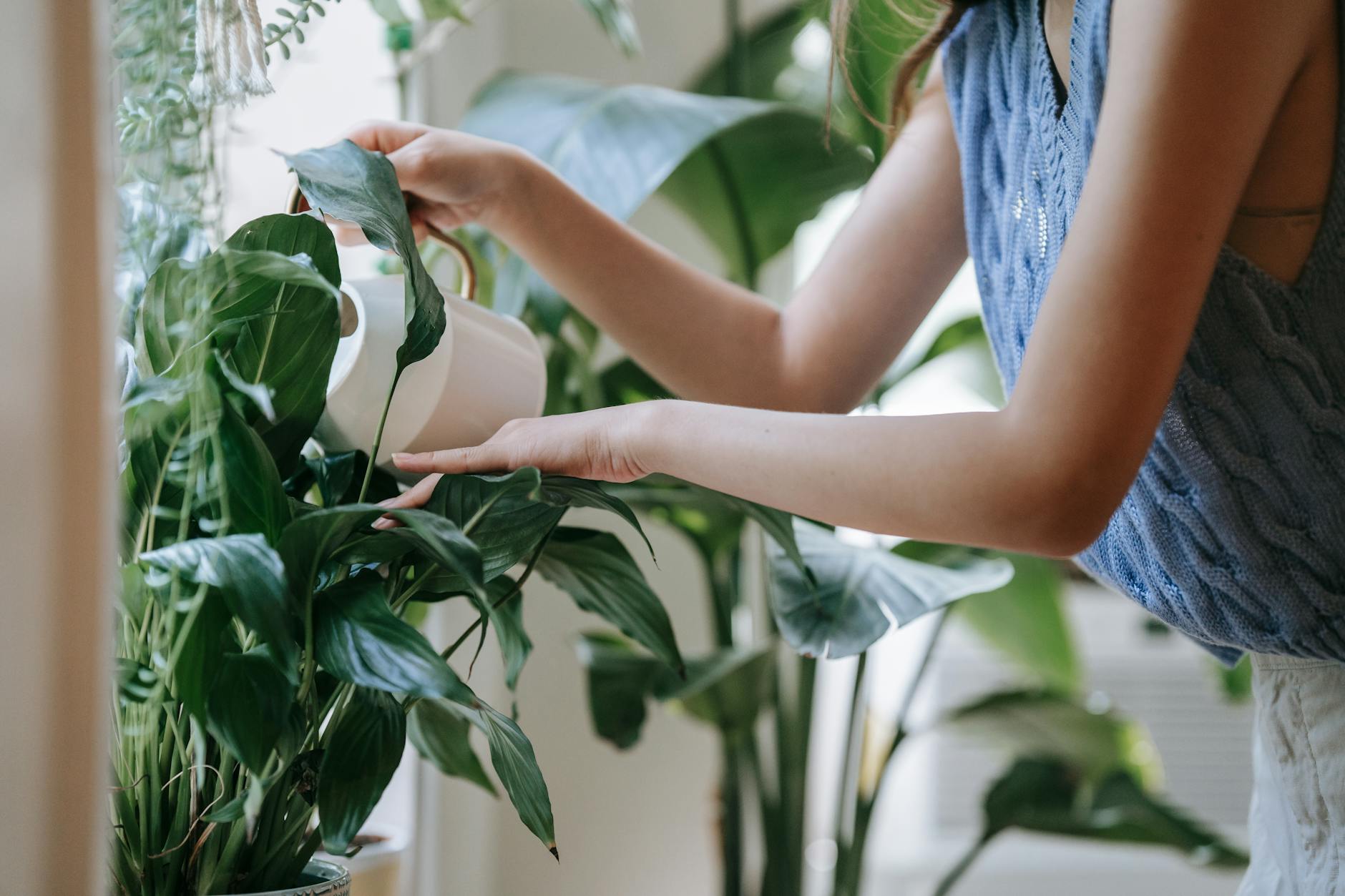 Planter de la menthe sur mon balcon : tout ce que j'ai raté